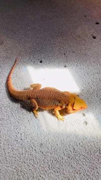 Hmmmmm which piece of sunlight do I want??? Lol