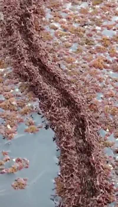 🔥fire ants construct a bridge with their bodies to cross a large span of water
