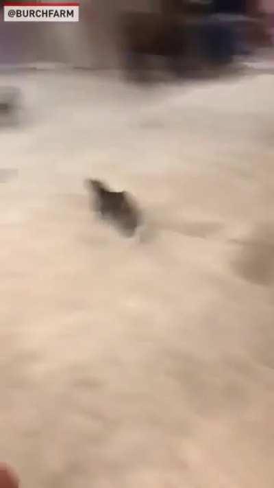 TINY. PONY. ZOOMIES!!