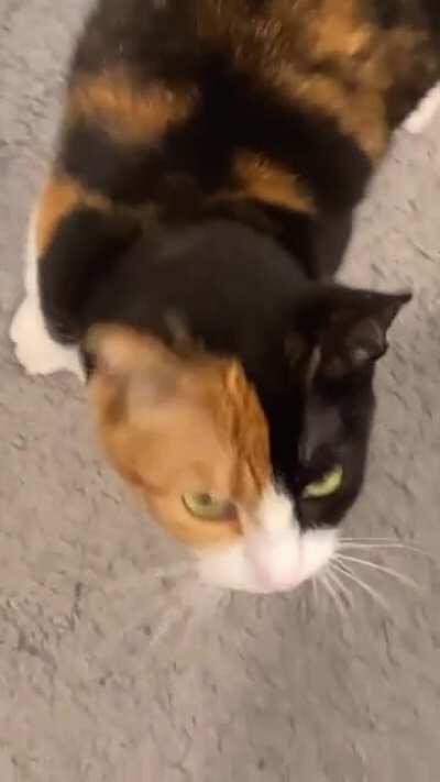 Some morning trills and squeaks from Callie