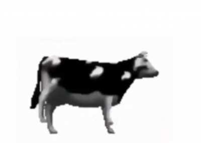 Polish Cow