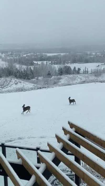 Looney Tunes Animals Have Escaped!