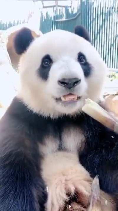 This panda loving life.