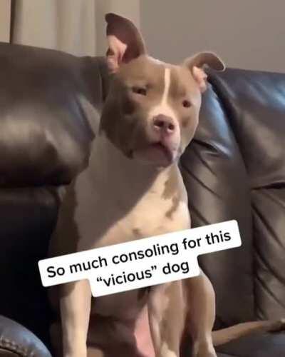 Velvet hippo wants to snuggle