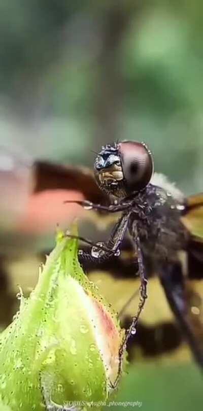 A dragonfly in the rain.