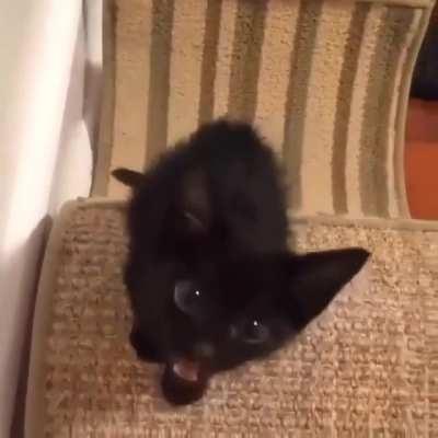 mew... mew... MEEEEEEEAAAAAAAAHHHHHHHHH