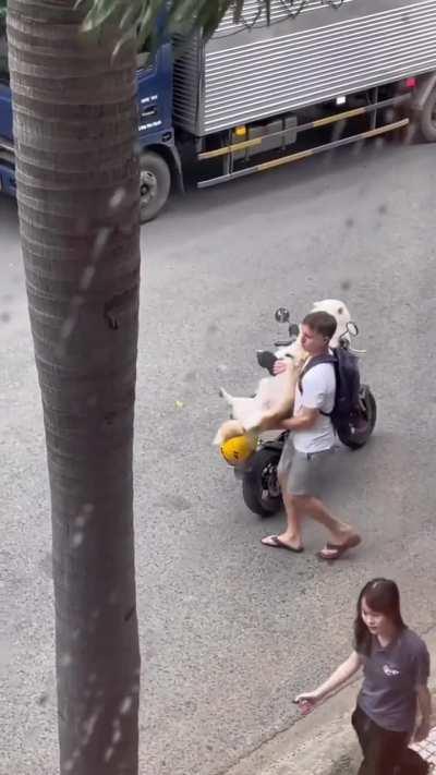 When you have two dogs with each different personality