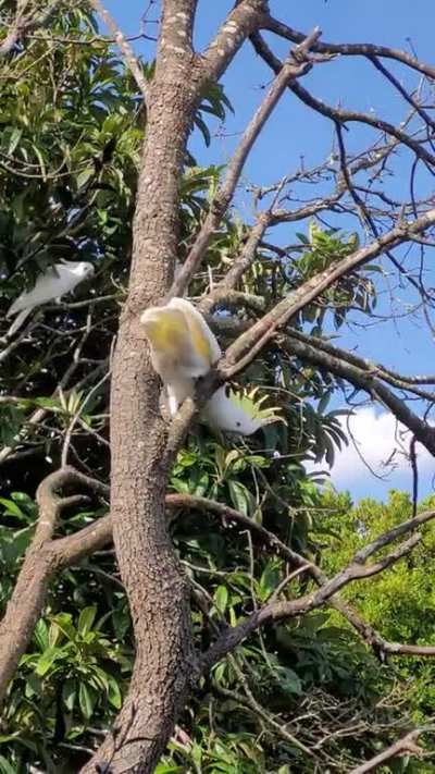 When you tell a Cockatoo 