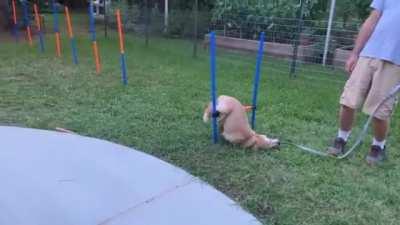 This pupper has 0% athletic skills, but he's still 100% good boy