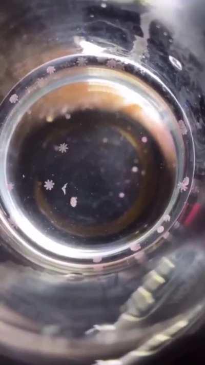 baby jellyfish look like this