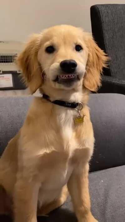 how can it be so stupid and cuute!