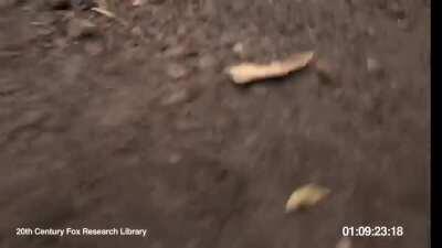 💎🔫 APES STIMULUS - LOCKED AND LOADED 🦍🚀