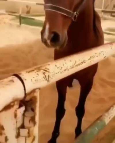 unghunghungh unghunghungh