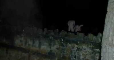 ribbit for your pleasure