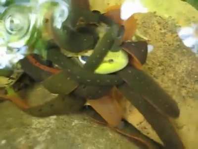 Leeches feasting on a frog