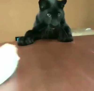 No matter how big they are, all cats have a little kitten in them.