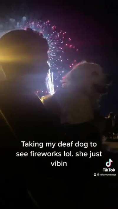 Taking my deaf dog to see fireworks
