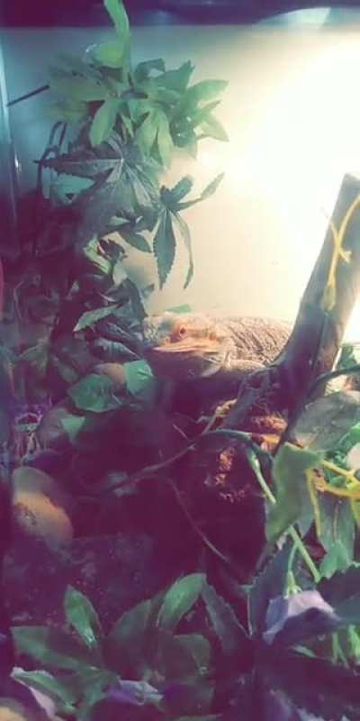 Going to build him a new enclosure soon from a birdcage I'll keep u guys posted! Thinking it would be a better dry heat scenario but worried about escapee crickets lmk if u guys have any ideas 💚