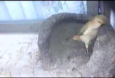 Queria compartir este timelapse de un hornero uruguayo armando su nido, y destacar que en ingles le dicen OVENBIRD, 🔥 Ovenbird building a clay nest