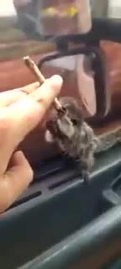 Macaco maconheiro 🍃