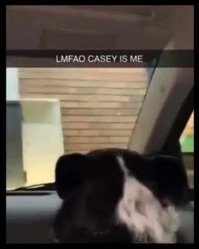 i’ve never seen a dog tell another dog to stfu