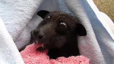 Rescued bat enjoys banana