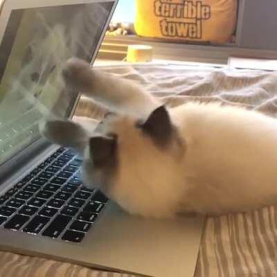 My kitten was playing on my laptop and accidentally triggered a photo of his mother that I had saved to my desktop :)