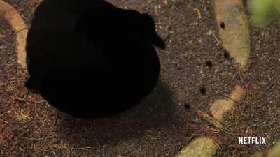 Убирает траходром, для привлечения самочки