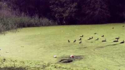 Watch cute doggo die inside!