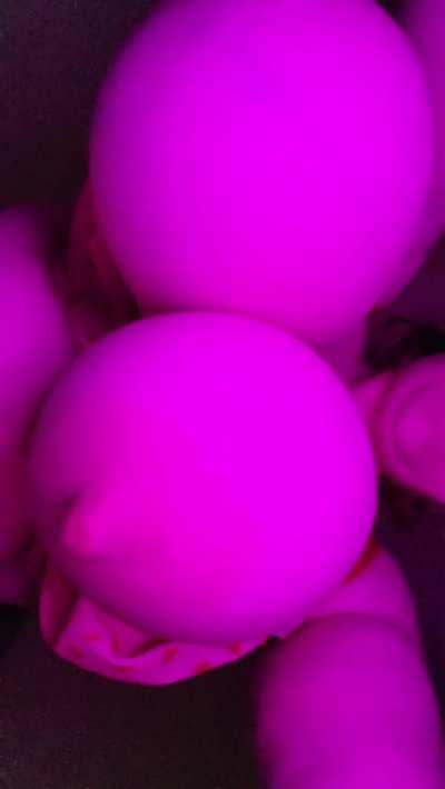 I'm back! Here's some pregnant titties for you all (links in bio) www.onlyfans.com/gigiouija