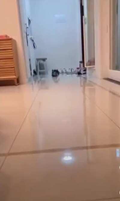 Cat boings after a ball