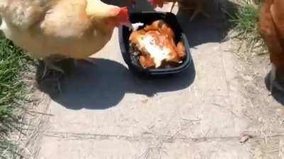 How many chickens can a chicken feed?