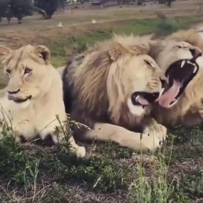 🔥 Make way or the Queen!