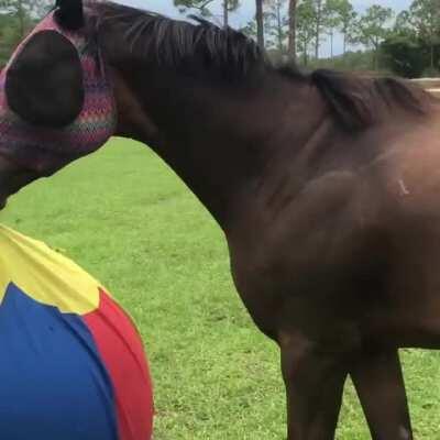 Horse derping out over a giant ball like he's James Baxter.