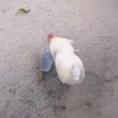 Pollo follador😳👌😎