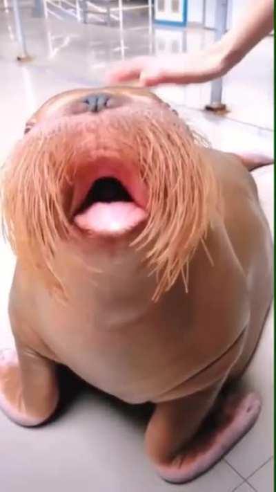 Walrus whistling and playing harmonica