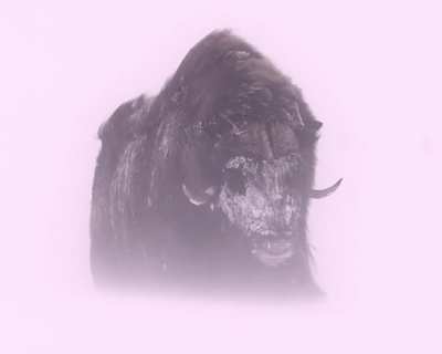 🔥-40°Celsius/Fahrenheit is no challenge for the Musk Ox