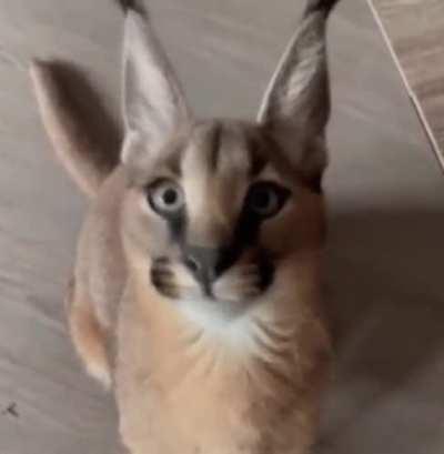 what a funny looking thing