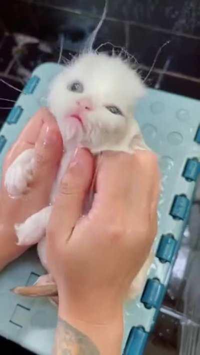 A Little Bath For The Cat