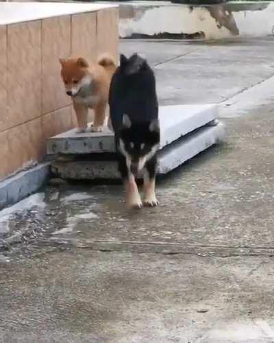 HMK while I show my friend that I can jump too