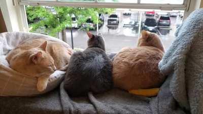 My boys are true midwesterners. They love a good storm!