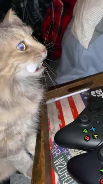 Eleanor has been stealing my chapstick for almost 11 years now. I bought her a bag of empty tubes so she can steal to her heart's content!