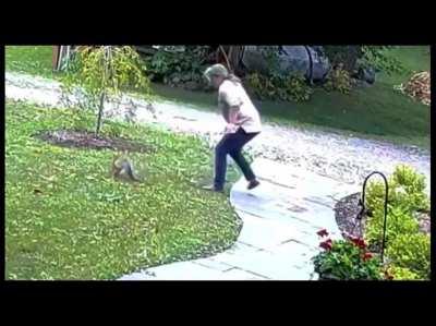 Ithaca, NY: Woman fighting off fox who refused to retreat. She was treated and is ok…