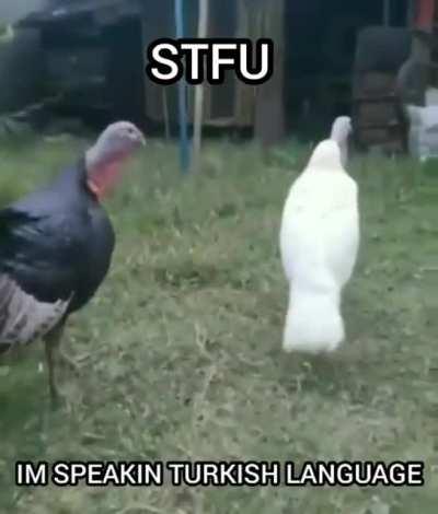 Dear Turkish people, is this fact or not?