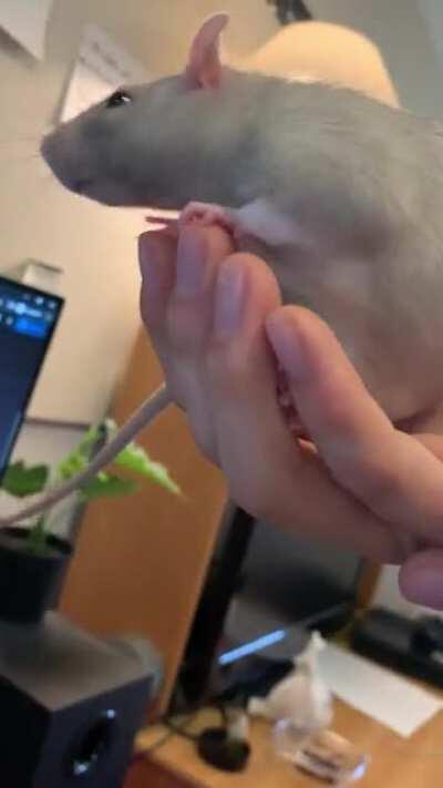 HELP: BREATHING WEIRD? HOOTING NOISE? Can someone tell me what’s happening? Is he okay?