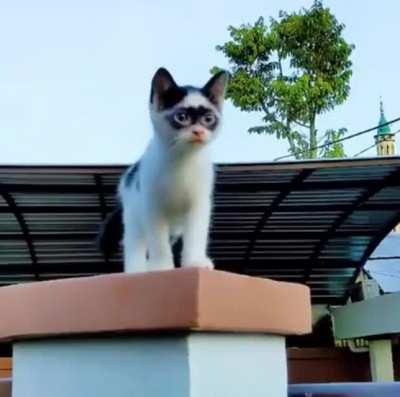 Just a raccoon .. in disguise