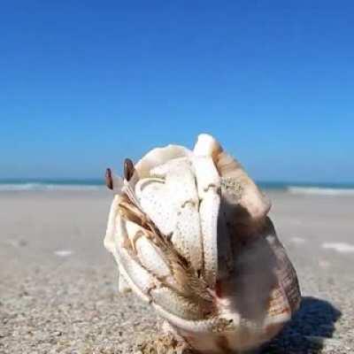 🔥 Playing ‘Hold the Door’ with a Hermit Crab 🔥