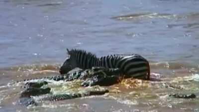 Zebra gets swarmed by Crocodiles