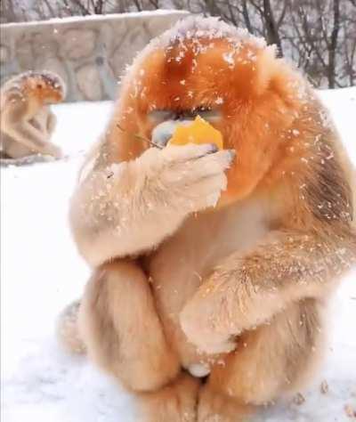 Monke fucking up an orange 