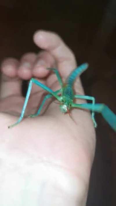 Peppermint stick insect, Megacrania batesii.